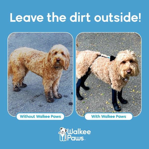 dog leggings, dog shoes, dog boots, pet apparel, dog accessories, product demo, lifestyle, ugc style, energetic, trustworthy, blue, brown